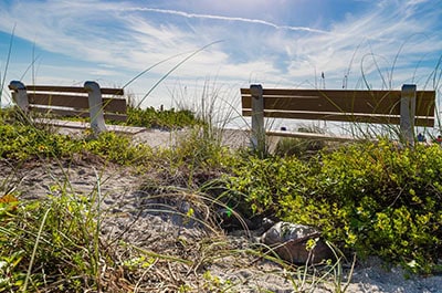 Gopher tortoise on the beach behind a bench