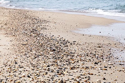 shells along Englewood Beach in Englewood Florida