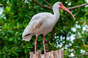 White Ibis standing on piece of broken stump
